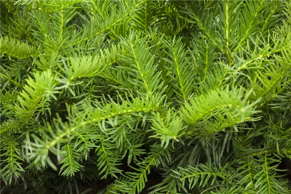 Taxus baccata 'Repandens'