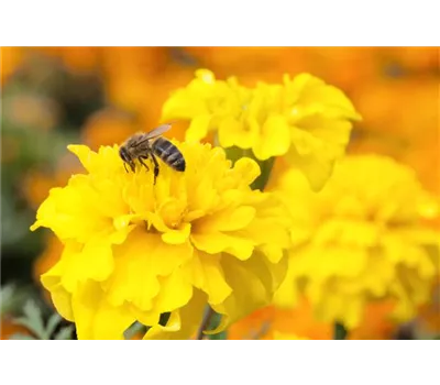 Bienenweide Bienenweide