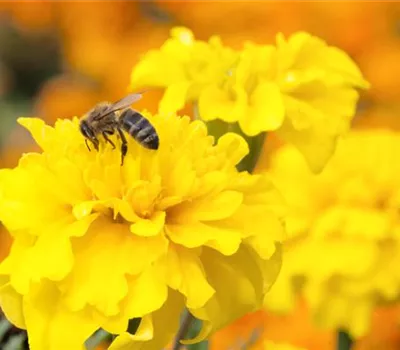 Bienenweide-Samen Bienenweide-Samen