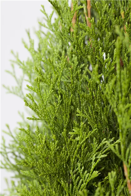 Thuja occidentalis 'Golden Smaragd' -R-