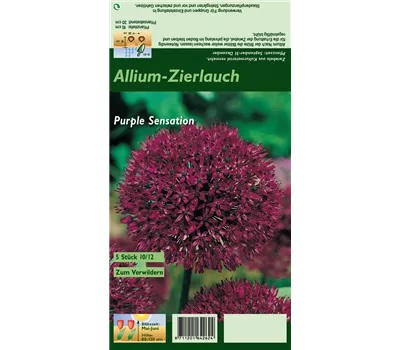 Garten-Kugel-Lauch 'Purple Sensation' Garten-Kugel-Lauch 'Purple Sensation'