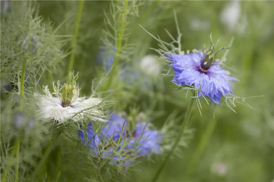 Jungfer Im Grünen (Nigella Damascena) Samen – Ca. 400 Samenfeste Samen, Blau-weiße Blüten, Waldmeisteraroma