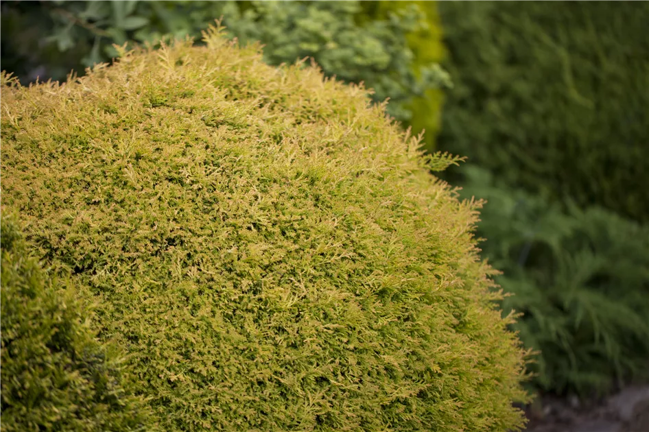 thuja smaragd 125 150 Thuja occidentalis 'Smaragd' Konifere (Lebensbaum) | 125-150 cm Im Topf main image 1