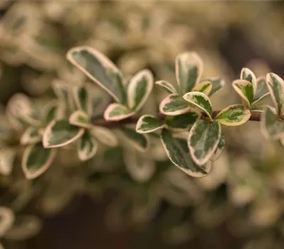 Cotoneaster dammeri 'Juliette' Cotoneaster dammeri 'Juliette'