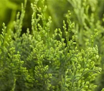 Chamaecyparis laws.'White Spot' Chamaecyparis laws.'White Spot'
