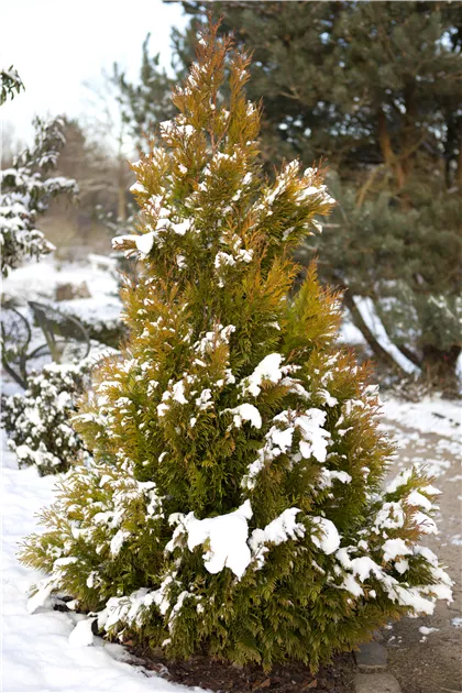 Thuja plicata 'Goldy' -R- -S-