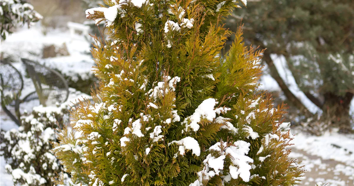 Thuja plicata 'Goldy'