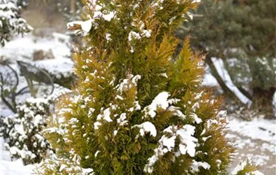 thuja mister bowling ball American Arborvitae - Thuja 'Mr. 'Bowling Ball' main image 1