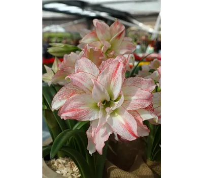 Ritterstern 'Aphrodite' Ritterstern 'Aphrodite'