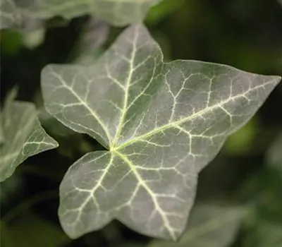Hedera helix hibernica Hedera helix hibernica