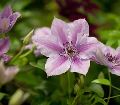 Clematis 'Nelly Moser' Clematis 'Nelly Moser'