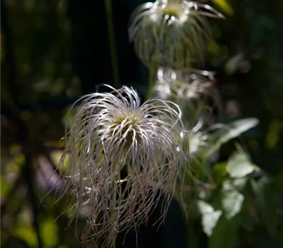 Clematis vitalba Clematis vitalba