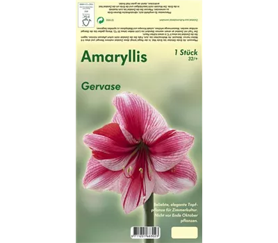 Ritterstern 'Gervase' Ritterstern 'Gervase'