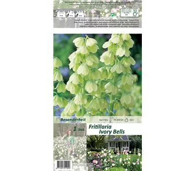 Garten-Kaiserkrone 'Ivory Bells' Garten-Kaiserkrone 'Ivory Bells'