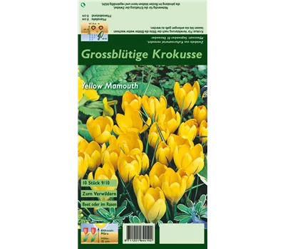 Frühlings-Krokus 'Yellow Mammoth' Frühlings-Krokus 'Yellow Mammoth'
