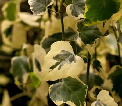Hedera colchica 'Dentata-Aureovariegata' Hedera colchica 'Dentata-Aureovariegata'