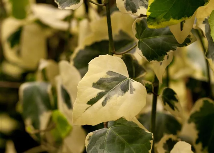 Bodendecker Bodendecker