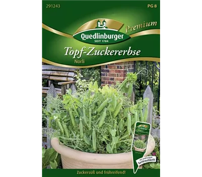 Kiefelerbsensamen 'Norli' Kiefelerbsensamen 'Norli'
