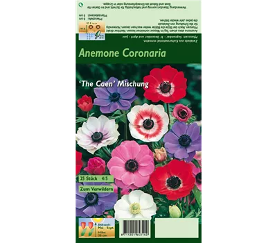 Garten-Anemone 'De Caen' Garten-Anemone 'De Caen'