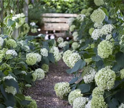 Schattengarten – Tipps zur Gestaltung Schattengarten – Tipps zur Gestaltung