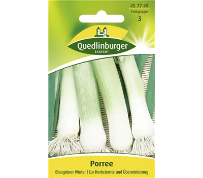 Lauchsamen 'Blaugrüner Winter'