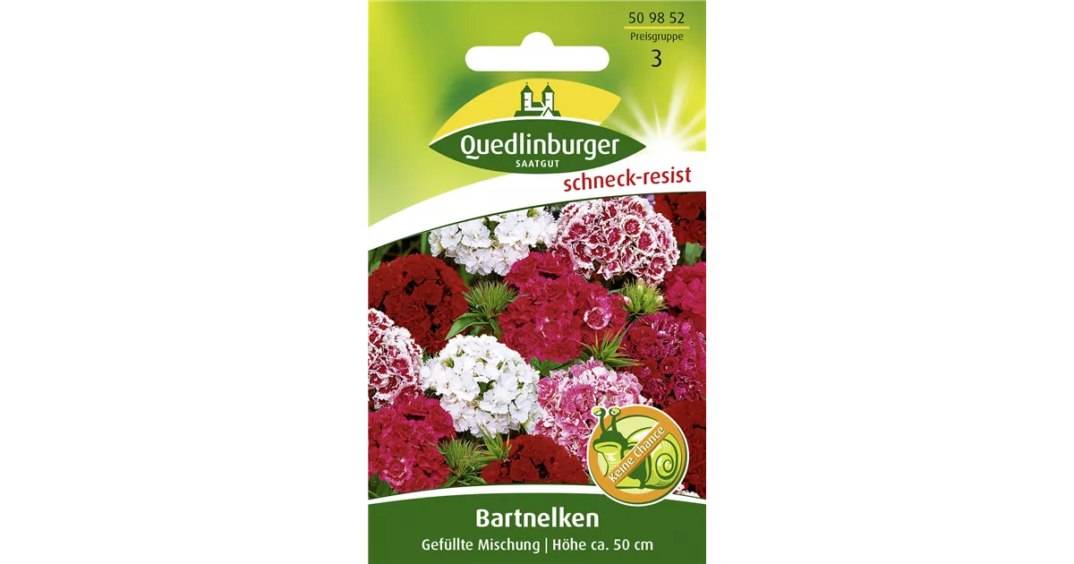 Gefllte Bartnelke-Samen