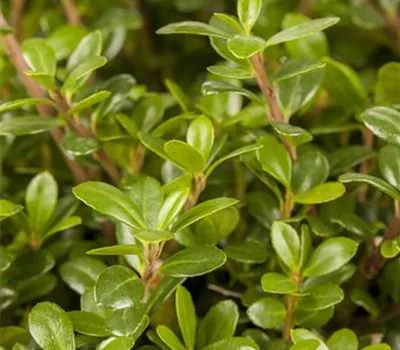 Ilex crenata 'Glorie Gem' Ilex crenata 'Glorie Gem'