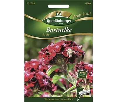 Bartnelkensamen 'Sooty' Bartnelkensamen 'Sooty'