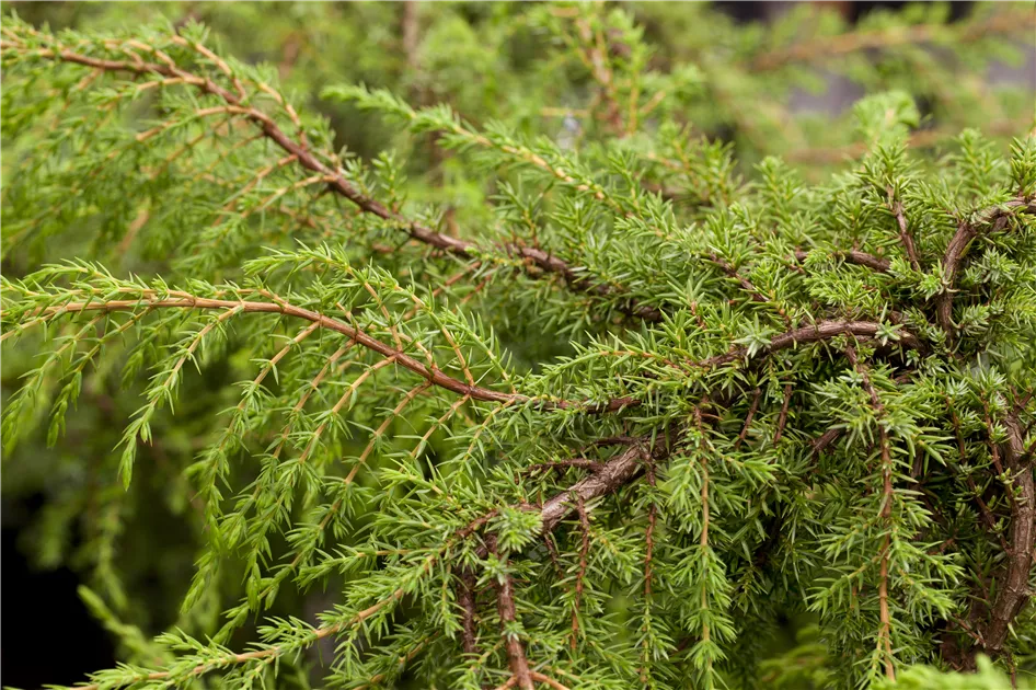 Juniperus com.'Hornibrookii'
