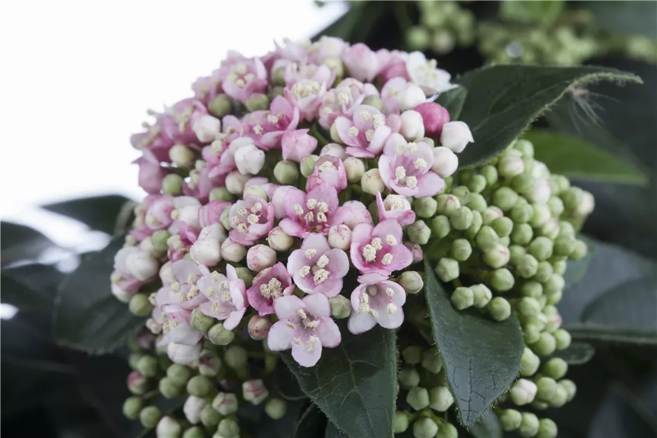 Viburnum tinus