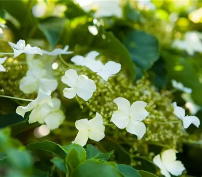Hydrangea petiolaris Hydrangea petiolaris