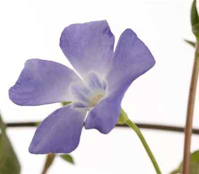Vinca minor Vinca minor