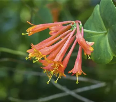 Lonicera brownii 'Dropmore Scarlet' Lonicera brownii 'Dropmore Scarlet'