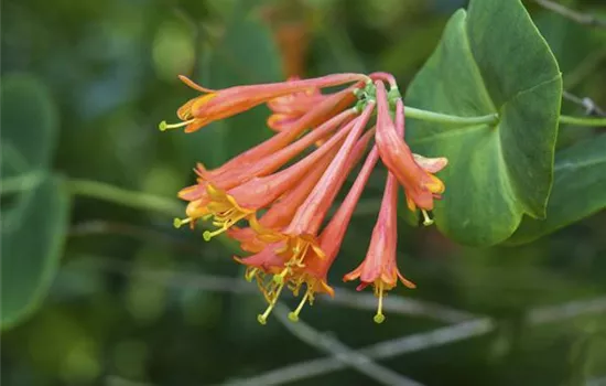Sibirische Blaubeere, Lonicera kamtschatica Duet