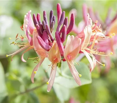 Lonicera caprifolium Lonicera caprifolium