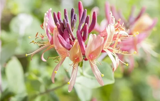 Sibirische Blaubeere, Lonicera kamtschatica Atut