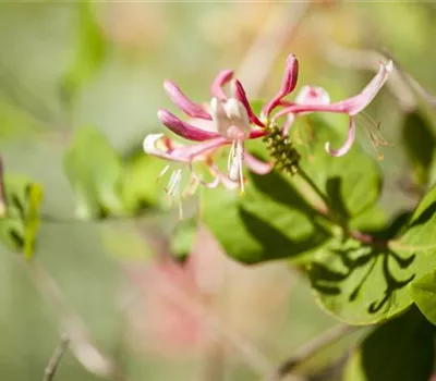 Lonicera heckrottii 'Goldflame' Lonicera heckrottii 'Goldflame'
