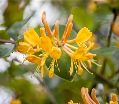 Lonicera tellmanniana Lonicera tellmanniana