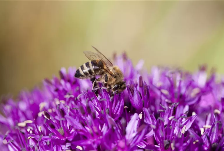 Allium schoenoprasum