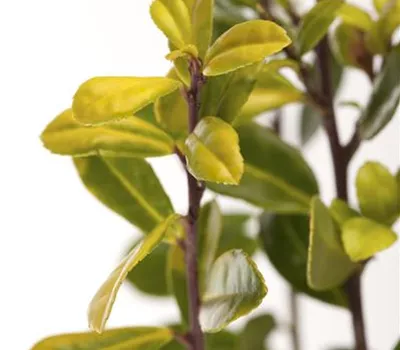Ilex crenata 'Golden Gem' Ilex crenata 'Golden Gem'
