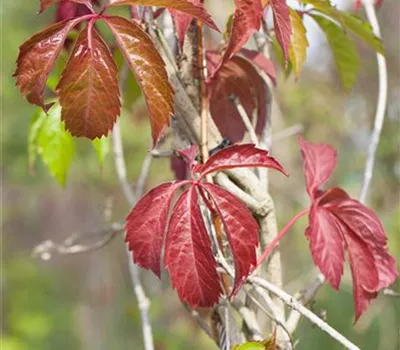 Parthenocissus quinquefolia 'Engelmannii' Parthenocissus quinquefolia 'Engelmannii'