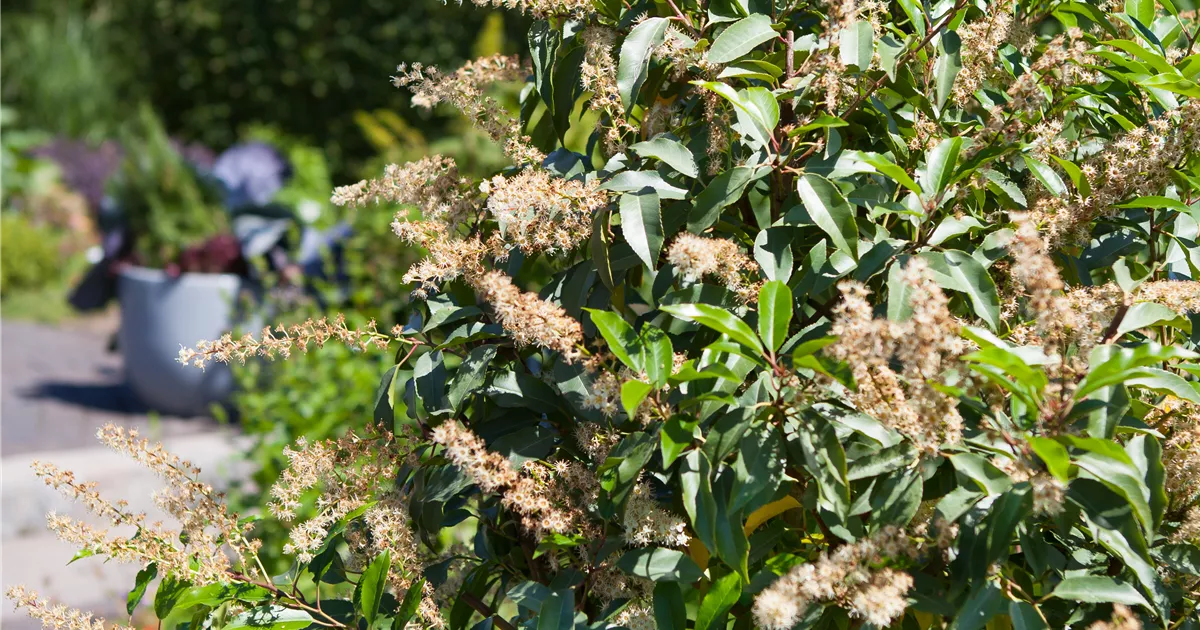portugiesischer kirschlorbeer topf Portugiesischer Kirschlorbeer Prunus lusitanica Angustifolia Topf 1,3L –  Baumschule Bultjer