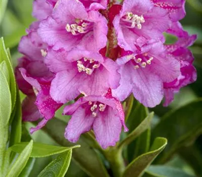 Rhododendron ferrugineum Rhododendron ferrugineum