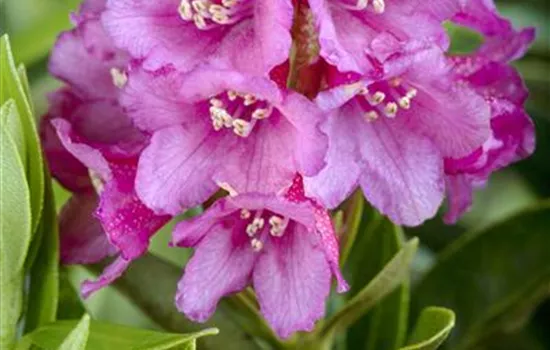 wisteria frutescens 'amethyst falls Amethyst Falls Wisteria (Wisteria FR 'Amethyst Falls')