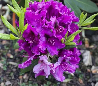 Rhododendron Hybr.'Azurro' II Rhododendron Hybr.'Azurro' II