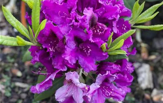 rhododendron russatum gletschernacht Rhododendron russatum 'Gletschernacht'