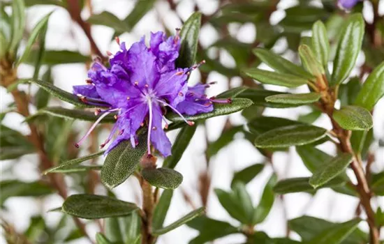 Rhododendron impeditum 'Saint Merryn'