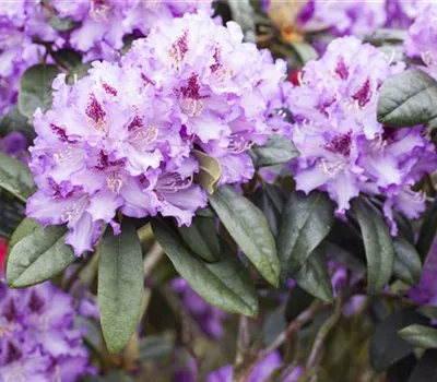 Rhododendron Hybr.'Blue Peter' II Rhododendron Hybr.'Blue Peter' II