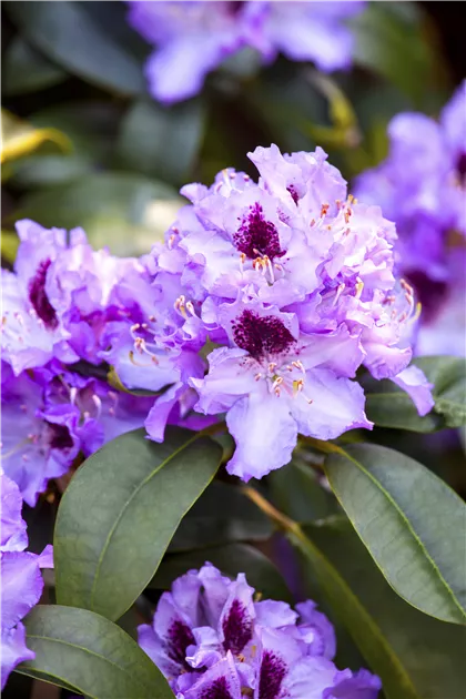 Rhododendron Hybr.'Blue Peter' II