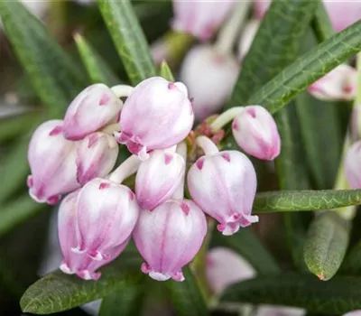Andromeda polifolia 'Glauca' Andromeda polifolia 'Glauca'